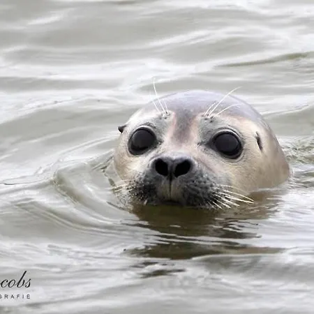Дом отдыха North Sea Миделкерк